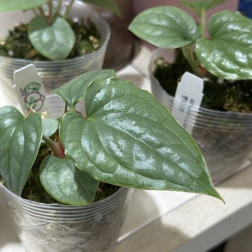 観葉植物 アンスリウム ルクスリアンス 2.5号透明ポット(個体おまかせ1