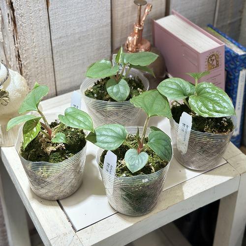 観葉植物 アンスリウム ルクスリアンス 2.5号透明ポット(個体おまかせ1