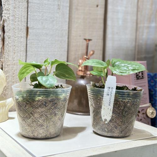 観葉植物 アンスリウム ルクスリアンス 2.5号透明ポット(個体おまかせ1