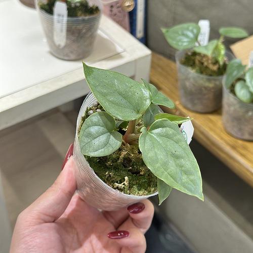 観葉植物 アンスリウム ルクスリアンス 2.5号透明ポット(個体おまかせ1