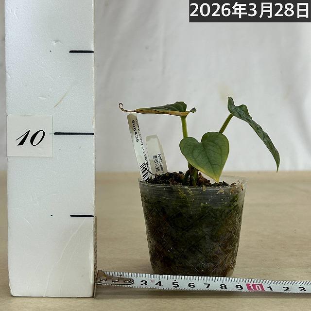 観葉植物 アンスリウム ルクスリアンス 2.5号透明ポット(個体おまかせ1