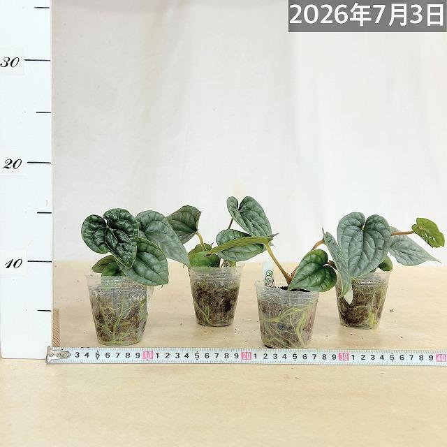 観葉植物 アンスリウム ルクスリアンス 2.5号透明ポット(個体おまかせ1