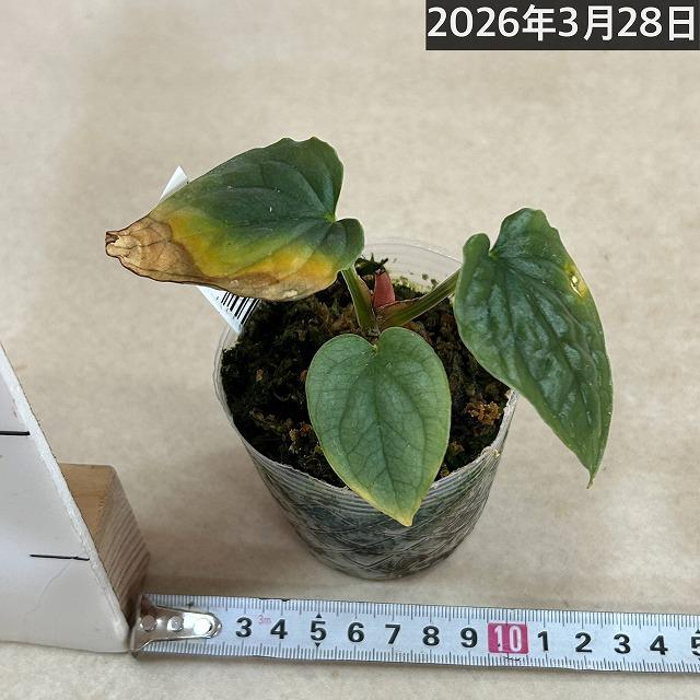 観葉植物 アンスリウム ルクスリアンス 2.5号透明ポット(個体おまかせ1