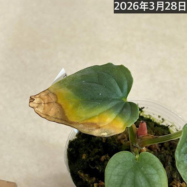 観葉植物 アンスリウム ルクスリアンス 2.5号透明ポット(個体おまかせ1