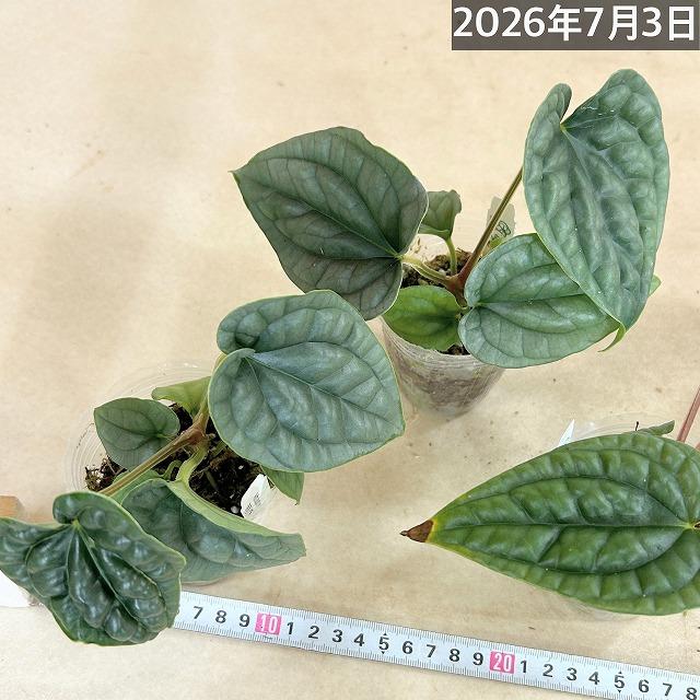 観葉植物 アンスリウム ルクスリアンス 2.5号透明ポット(個体おまかせ1