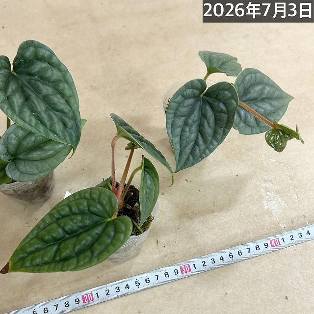 観葉植物 アンスリウム ルクスリアンス 2.5号透明ポット(個体おまかせ1