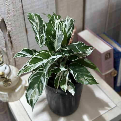 観葉植物 カラテア ホワイトフュージョン 3.5号ロング(個体おまかせ1鉢