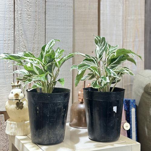 観葉植物 カラテア ホワイトフュージョン 3.5号ロング(個体おまかせ1鉢