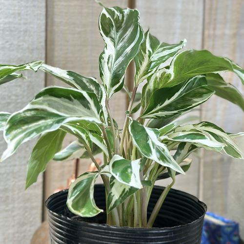斑入り　カラテア　苗　観葉植物　グリーン　花卉園芸 観葉植物 カラテア ホワイトフュージョン 3.5号ロング(個体おまかせ1鉢