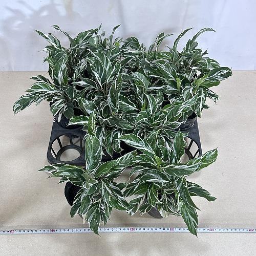 観葉植物 カラテア ホワイトフュージョン 3.5号ロング(個体おまかせ1鉢