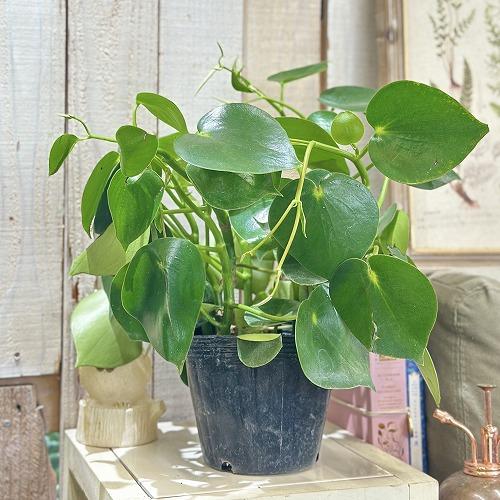 観葉植物 ペペロミア ジェイド 4.5号ポット(個体おまかせ1鉢 