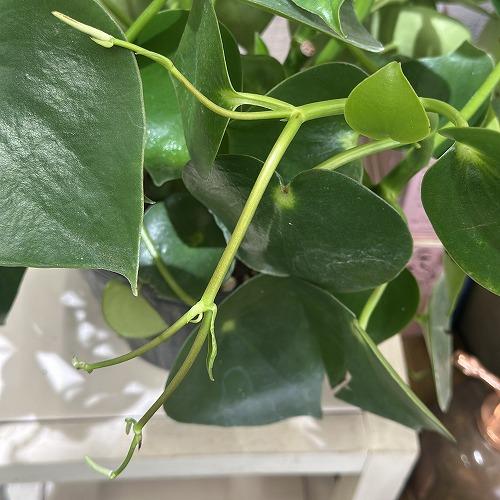 観葉植物 ペペロミア ジェイド 4.5号ポット(個体おまかせ1鉢 