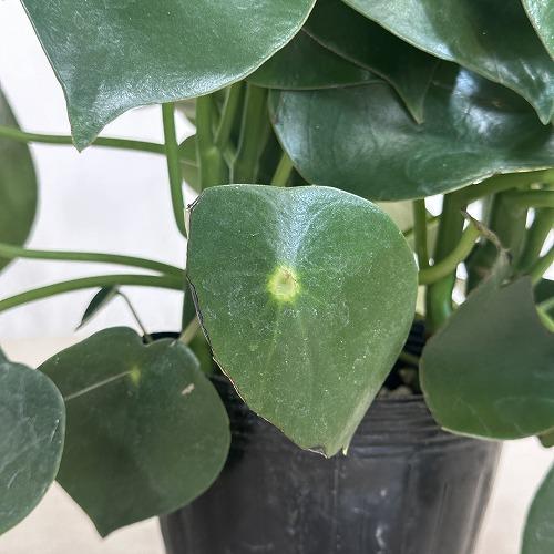 観葉植物 ペペロミア ジェイド 4.5号ポット(個体おまかせ1鉢 