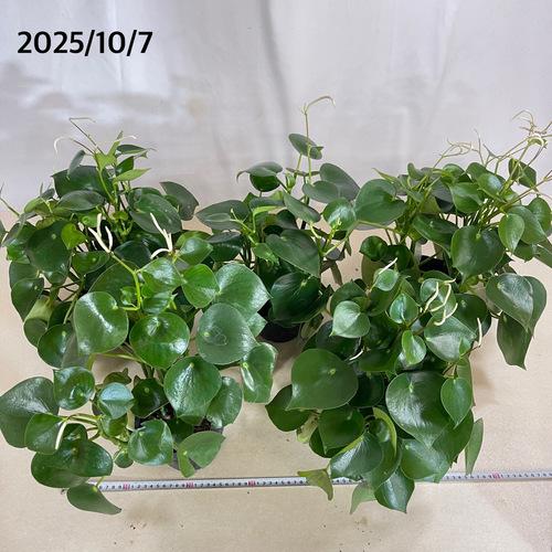 観葉植物 ペペロミア ジェイド 4.5号ポット(個体おまかせ1鉢 