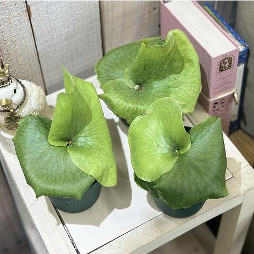 観葉植物 プラティセリウム ワンダエ 3号硬質ポット(緑)(個体おまかせ1