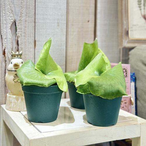 観葉植物 プラティセリウム ワンダエ 3号硬質ポット(緑)(個体おまかせ1