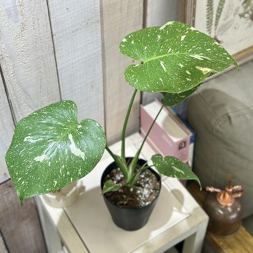 お買い得]黄斑モンステラ タイコンステレーション 3.5号ロング
