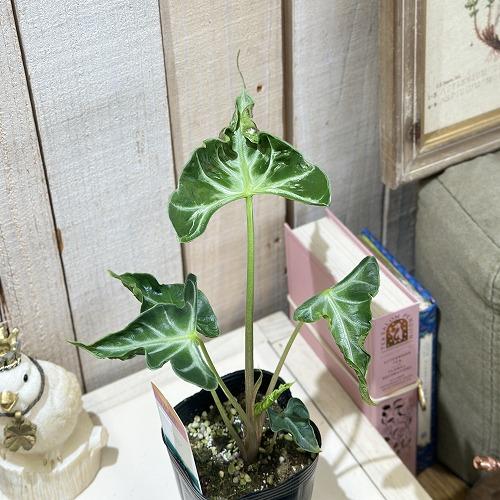 葉傷みあり】観葉植物 アロカシア ロコ 3号ロングポット(個体おまかせ1