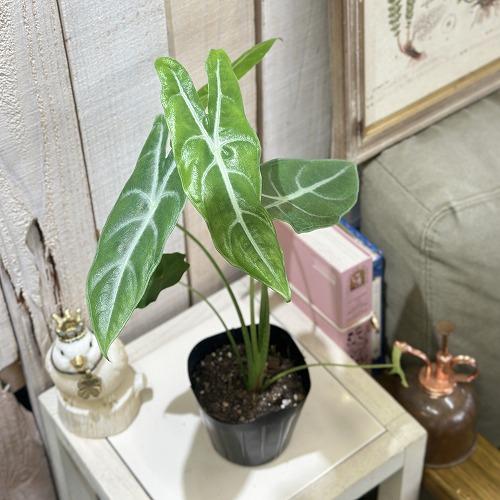 観葉植物 アロカシア ロンギローバ(ロンギロバ) シルバー 3.5号ロング 