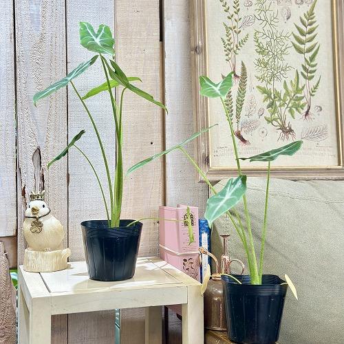 観葉植物 アロカシア ロンギローバ(ロンギロバ) シルバー 3.5号ロング 