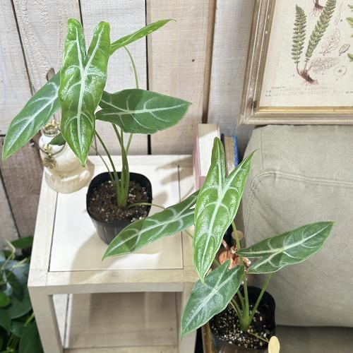 観葉植物 アロカシア ロンギローバ(ロンギロバ) シルバー 3.5号ロング