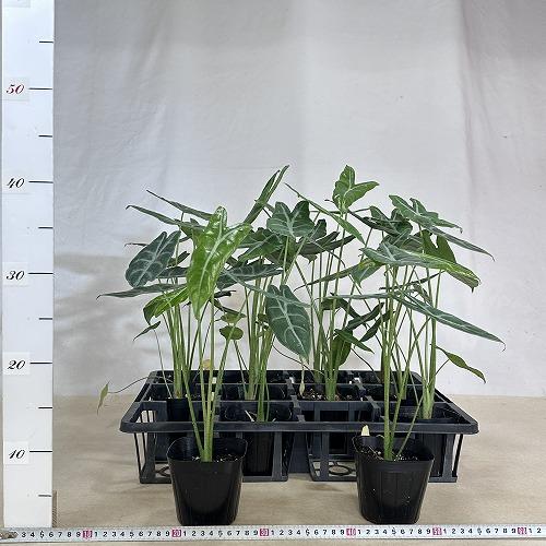 観葉植物 アロカシア ロンギローバ(ロンギロバ) シルバー 3.5号ロング 