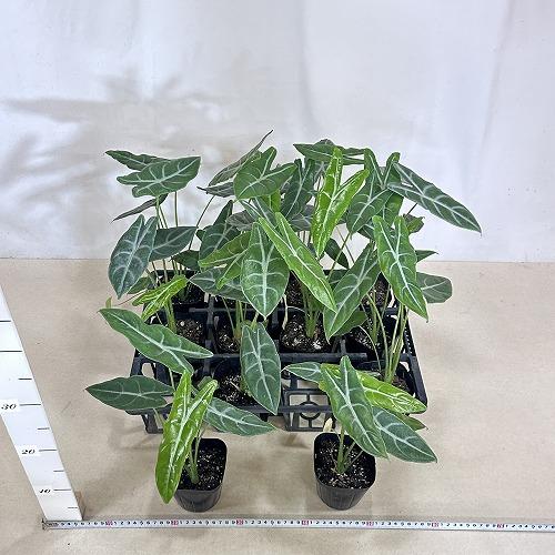 観葉植物 アロカシア ロンギローバ(ロンギロバ) シルバー 3.5号ロング
