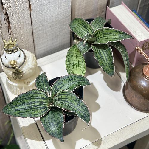 観葉植物 サンスベリア クレオパトラ 3号硬質ポット(個体おまかせ1鉢