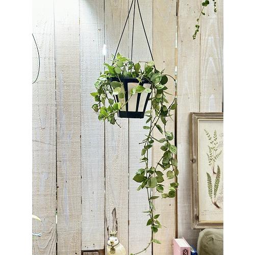 観葉植物 ホヤ クロニアーナ(クロニアナ) 5号吊り鉢(個体おまかせ1鉢