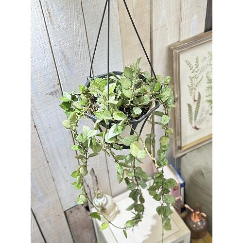 観葉植物 ホヤ クロニアーナ(クロニアナ) 5号吊り鉢(個体おまかせ1鉢