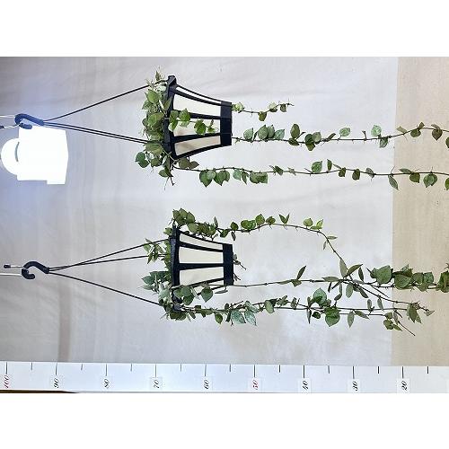 観葉植物 ホヤ クロニアーナ(クロニアナ) 5号吊り鉢(個体おまかせ1鉢