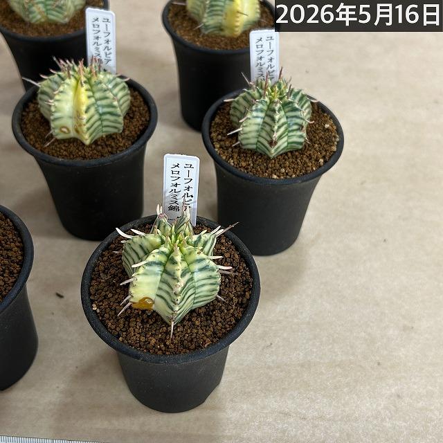傷みあり】ユーフォルビア メロフォルミス錦 2.5号鉢(個体おまかせ1鉢