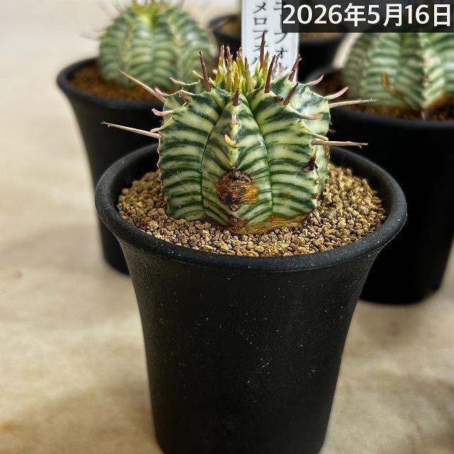傷みあり】ユーフォルビア メロフォルミス錦 2.5号鉢(個体おまかせ1鉢