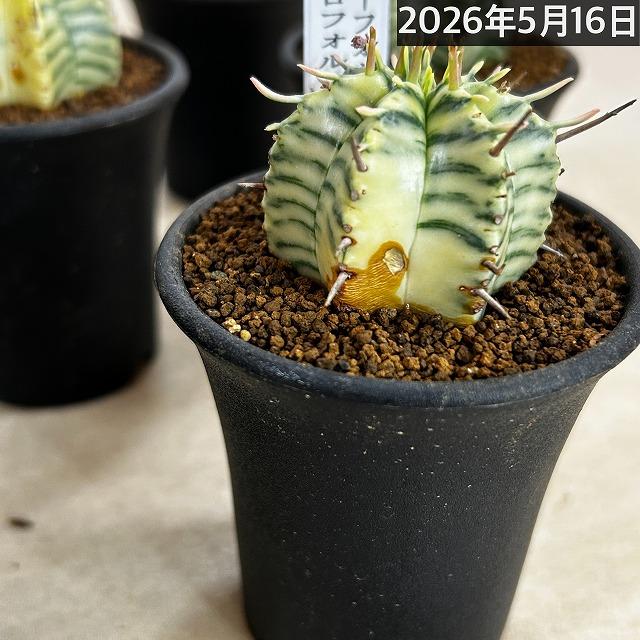 傷みあり】ユーフォルビア メロフォルミス錦 2.5号鉢(個体おまかせ1鉢