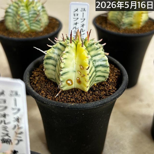 傷みあり】ユーフォルビア メロフォルミス錦 2.5号鉢(個体おまかせ1鉢