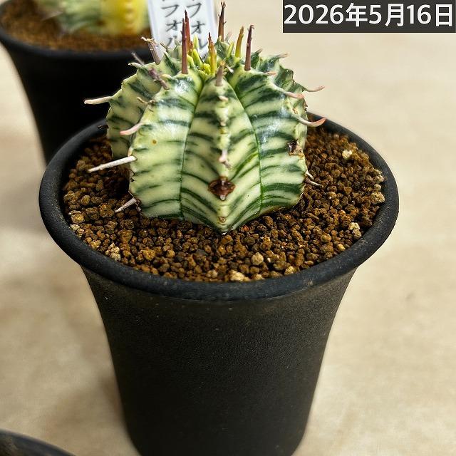 傷みあり】ユーフォルビア メロフォルミス錦 2.5号鉢(個体おまかせ1鉢