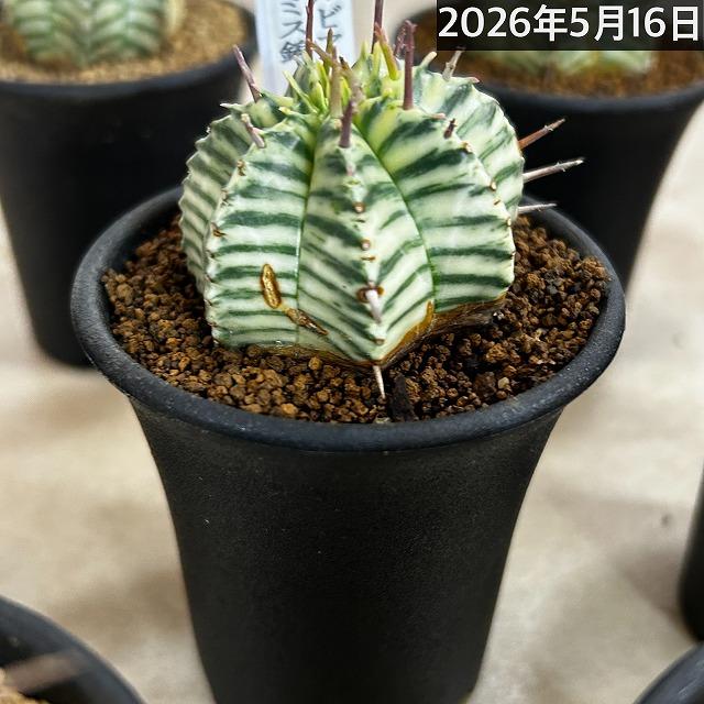 傷みあり】ユーフォルビア メロフォルミス錦 2.5号鉢(個体おまかせ1鉢
