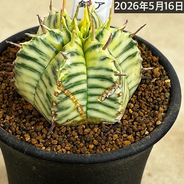 傷みあり】ユーフォルビア メロフォルミス錦 2.5号鉢(個体おまかせ1鉢
