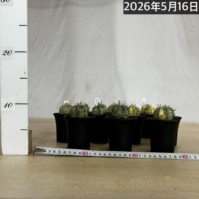 傷みあり】ユーフォルビア メロフォルミス錦 2.5号鉢(個体おまかせ1鉢