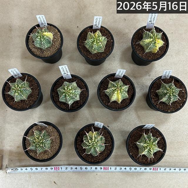 【傷みあり】ユーフォルビア メロフォルミス錦 2.5号鉢(個体おまかせ1鉢)　多肉植物 インテリアグリーン おしゃれ 可愛い かわいい 室内園芸 ユーホルビア |  | 06
