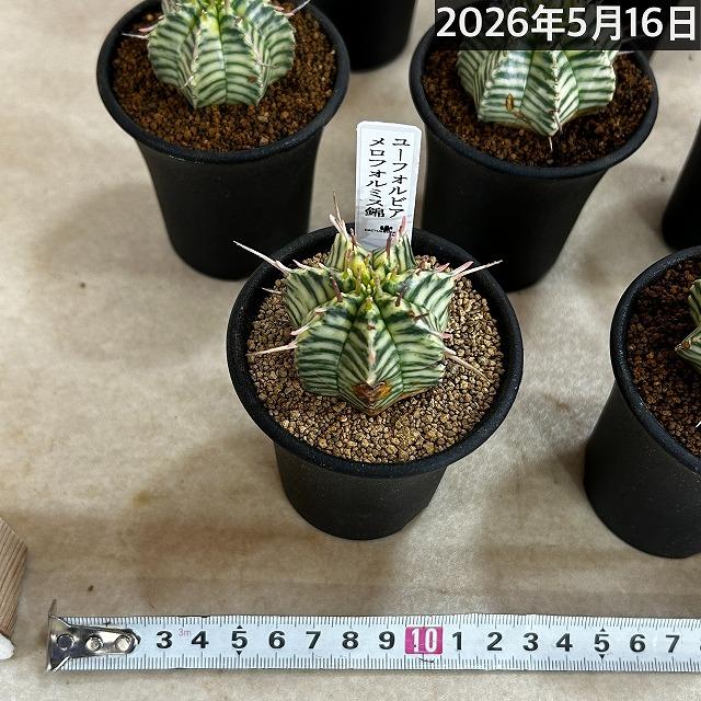傷みあり】ユーフォルビア メロフォルミス錦 2.5号鉢(個体おまかせ1鉢