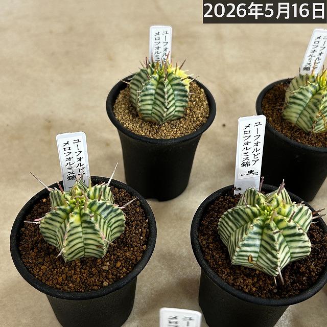 傷みあり】ユーフォルビア メロフォルミス錦 2.5号鉢(個体おまかせ1鉢