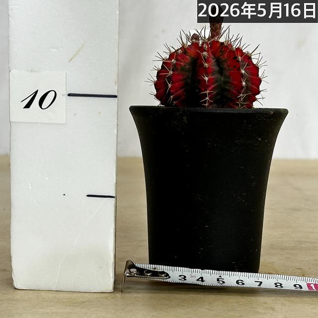 サボテン ギムノカリキウム ミハノビッチ(緋牡丹錦) 3号 個体C(現品