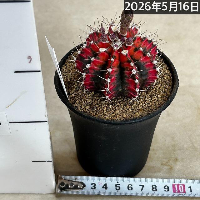 サボテン ギムノカリキウム ミハノビッチ(緋牡丹錦) 3号 個体C(現品