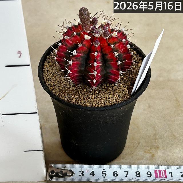 サボテン ギムノカリキウム ミハノビッチ(緋牡丹錦) 3号 個体C(現品
