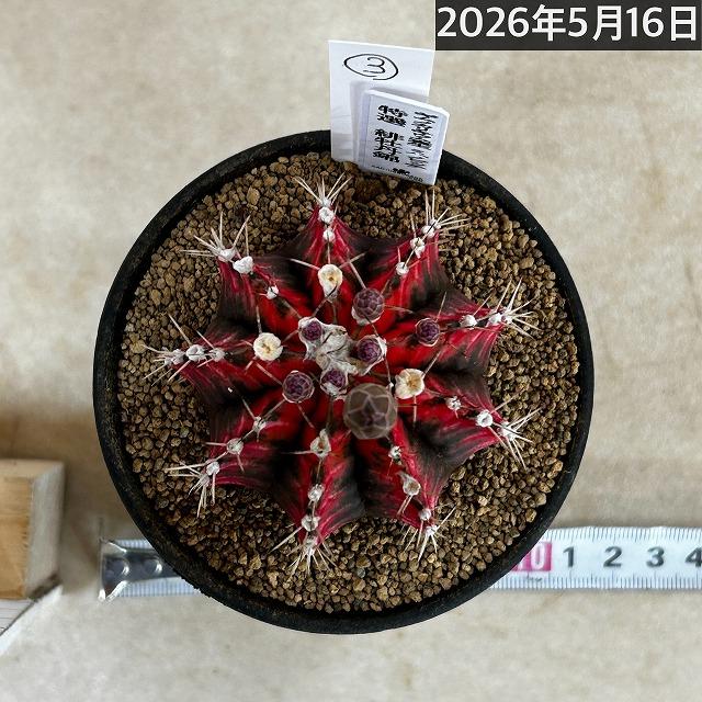 ASギムノカリキウム ミハノビッチID：Lucky Seed サボテン