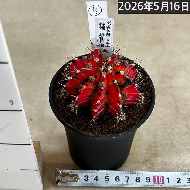 サボテン ギムノカリキウム ミハノビッチ(緋牡丹錦) 3号 個体F(現品