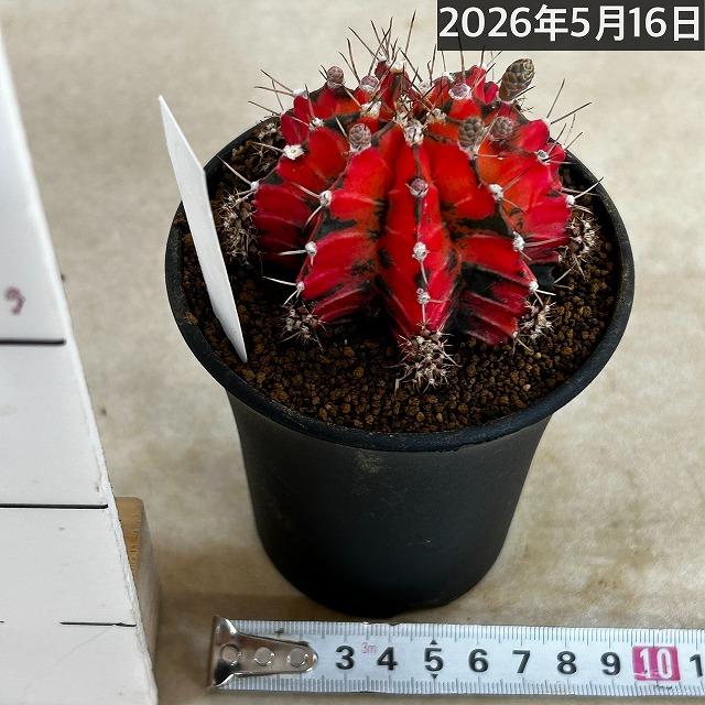 サボテン ギムノカリキウム ミハノビッチ(緋牡丹錦) 3号 個体F(現品
