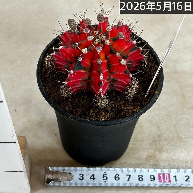 サボテン ギムノカリキウム ミハノビッチ(緋牡丹錦) 3号 個体F(現品