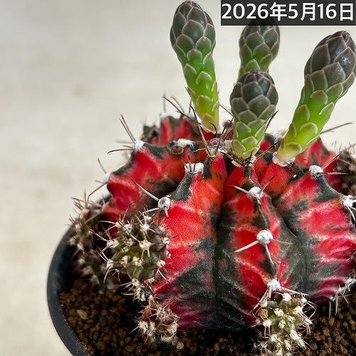 サボテン ギムノカリキウム ミハノビッチ(緋牡丹錦) 3号 個体H(現品